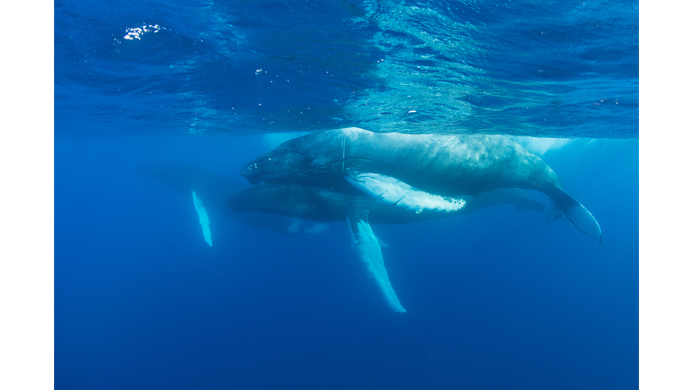 Humpback whale escort, mother and calf, Megaptera novaeangliae, cruise through the Caribbean Sea. Each year North Atlantic Humpbacks migrate from New England to the Caribbean to give birth and breed. (iStock/Getty Images Plus)