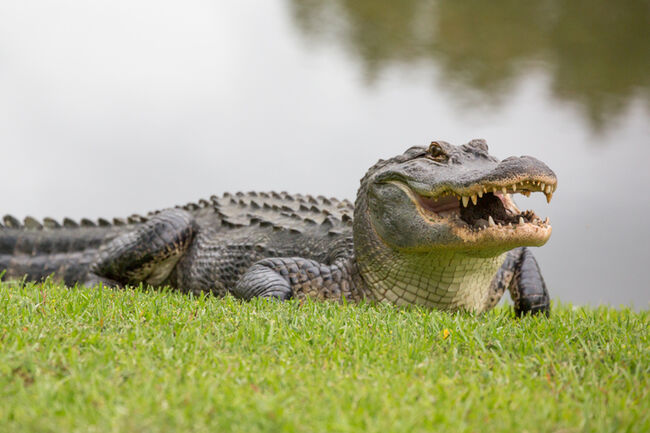 Image result for alligator in lake michigan"