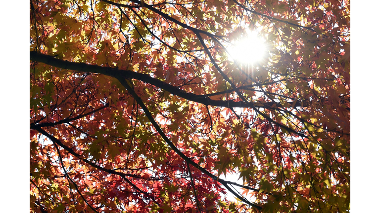 getty image autumn leaves