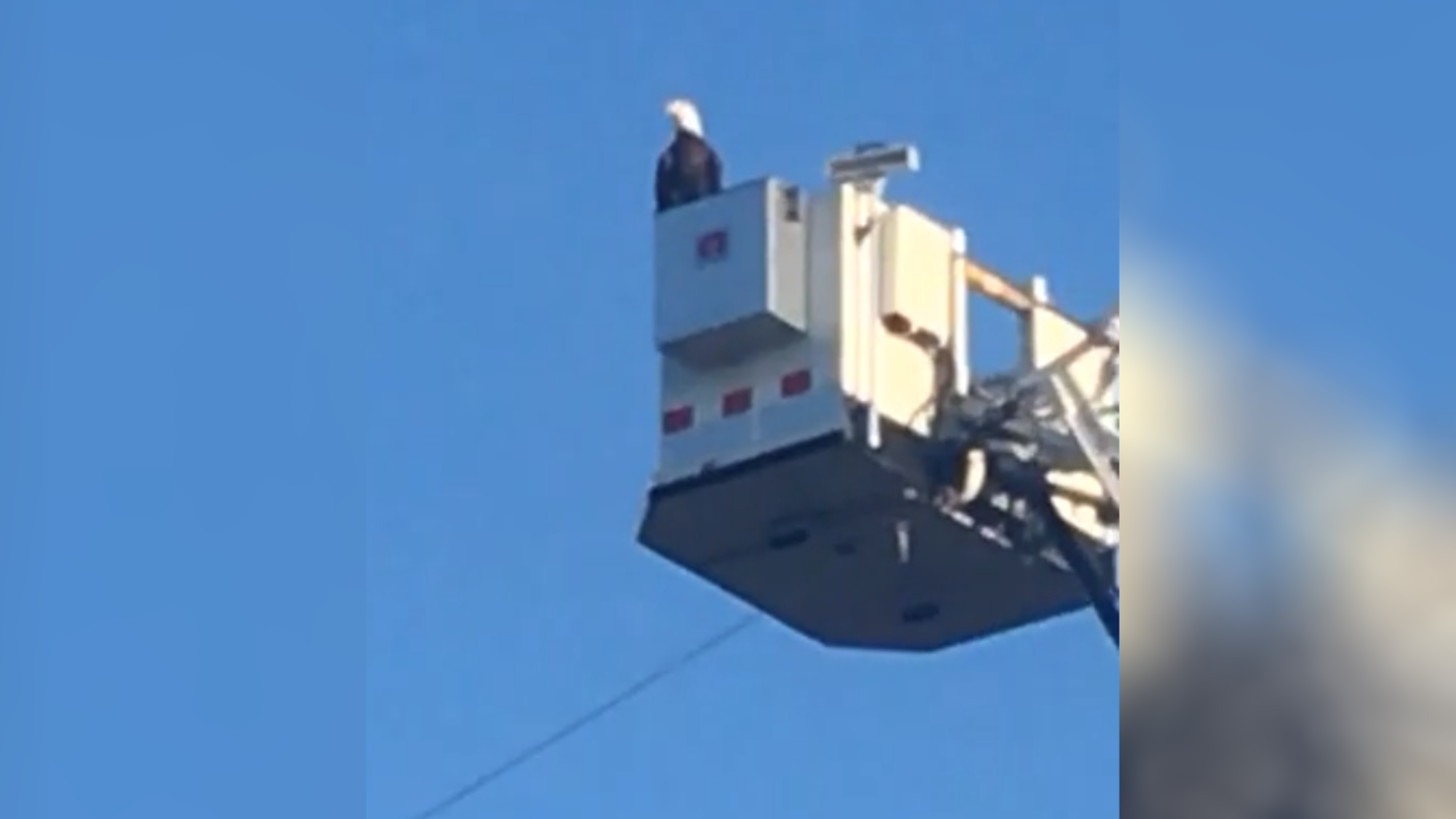 eagle lands on fire department's 9/11 display