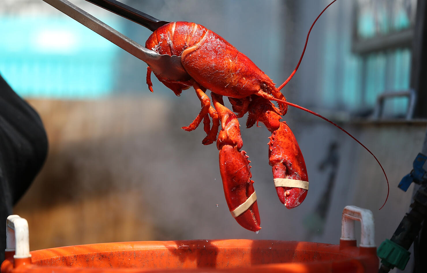 Maine lobsters to get high before being killed