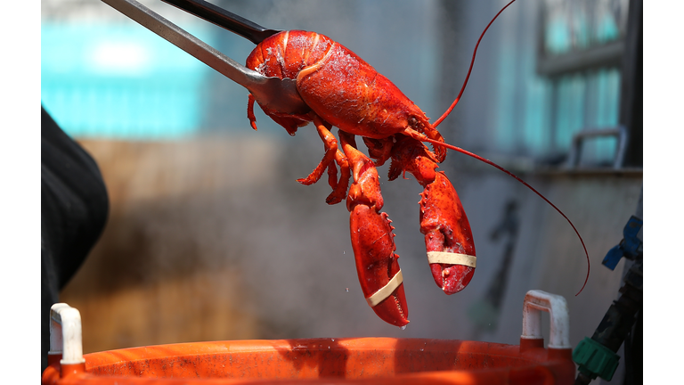 Maine lobsters to get high before being killed
