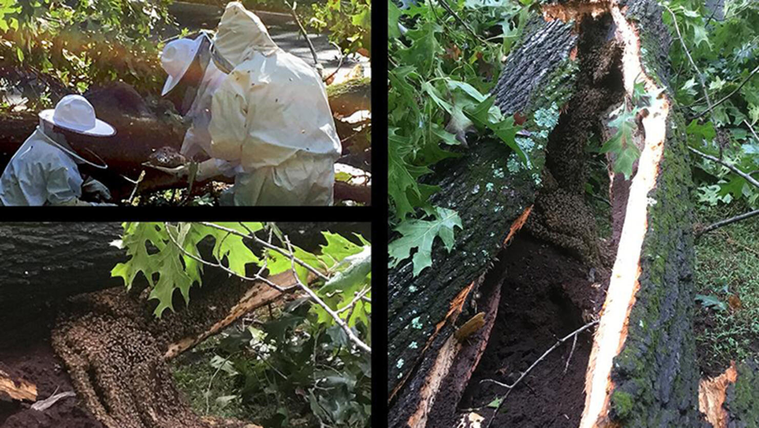 Thousands of honeybees buzz around a fallen tree