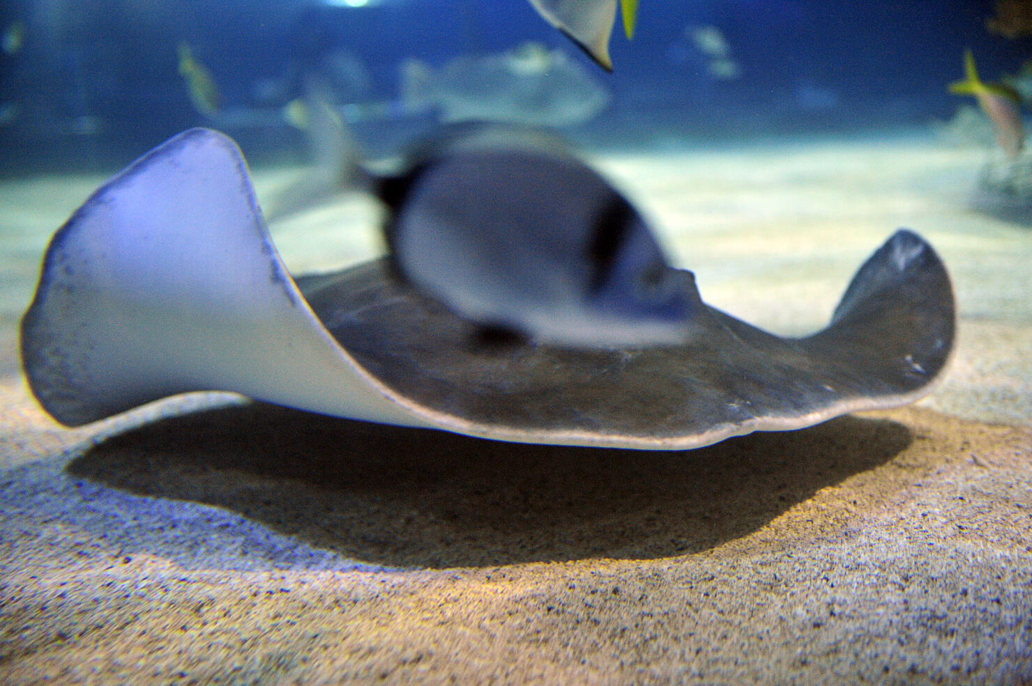 A Caribbean spiny skate swims in the giant aquarium of Tropicarium in Budapest on October 28, 2010 during show for about houndred local children of kindergarten and school.  ATTILA KISBENEDEK/AFP/Getty Images