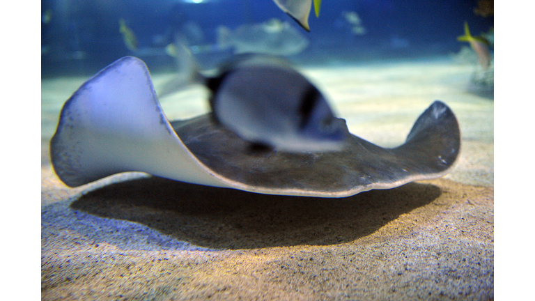 A Caribbean spiny skate swims in the giant aquarium of Tropicarium in Budapest on October 28, 2010 during show for about houndred local children of kindergarten and school.  ATTILA KISBENEDEK/AFP/Getty Images