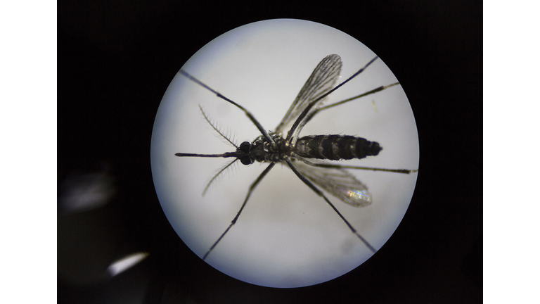 Mosquito Getty Iamges