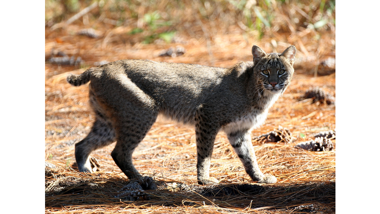 Bobcat