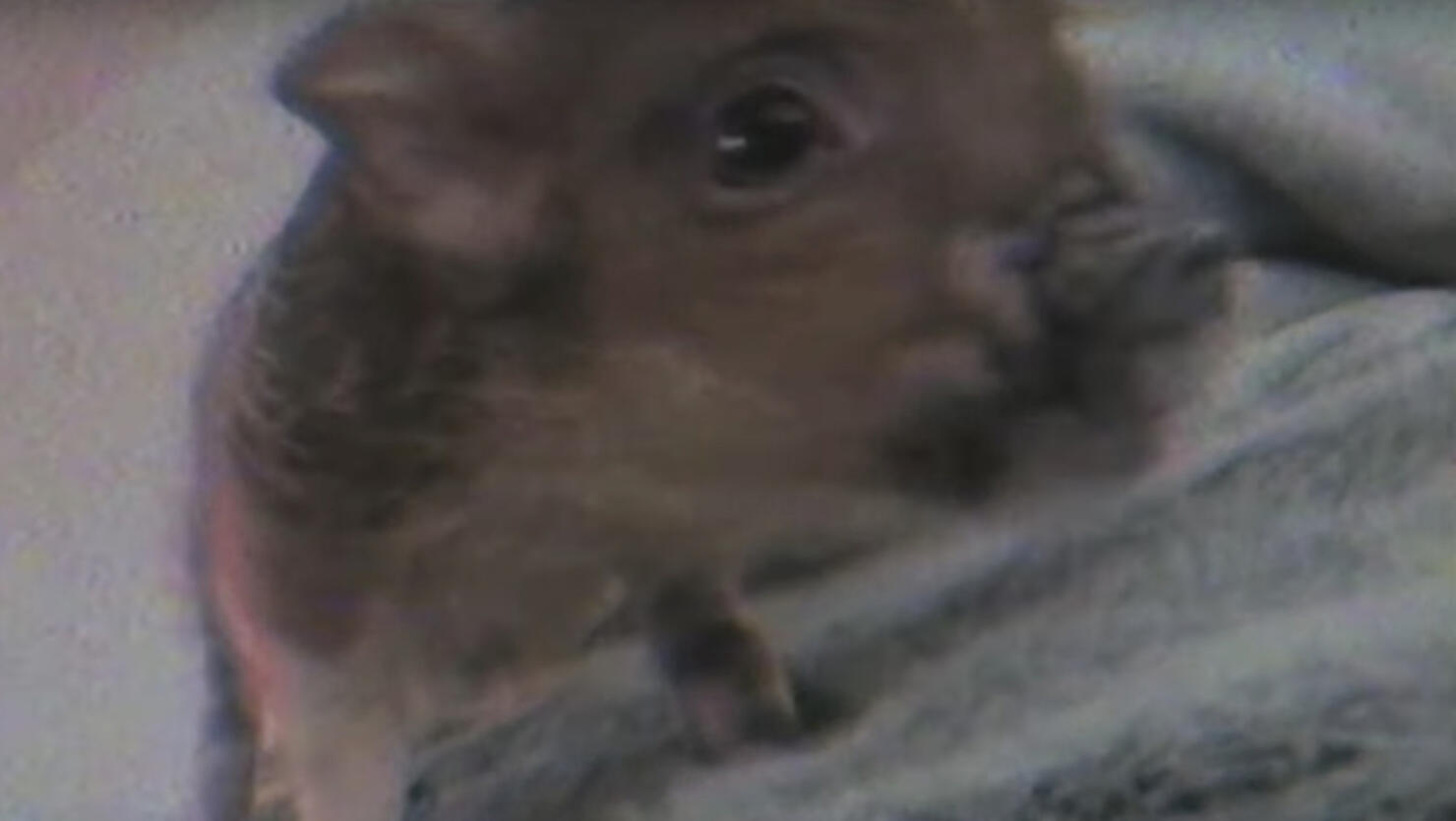 breathin ariana grande piggy smalls