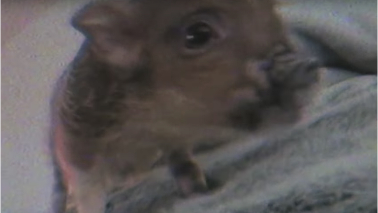 breathin ariana grande piggy smalls