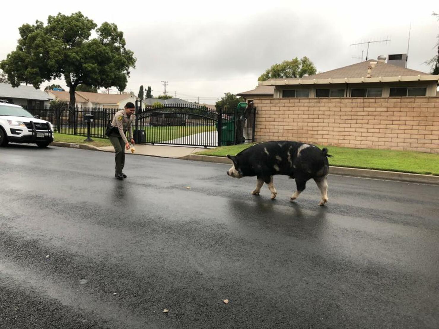 Police in San Bernardino use doritos to lure pig back home