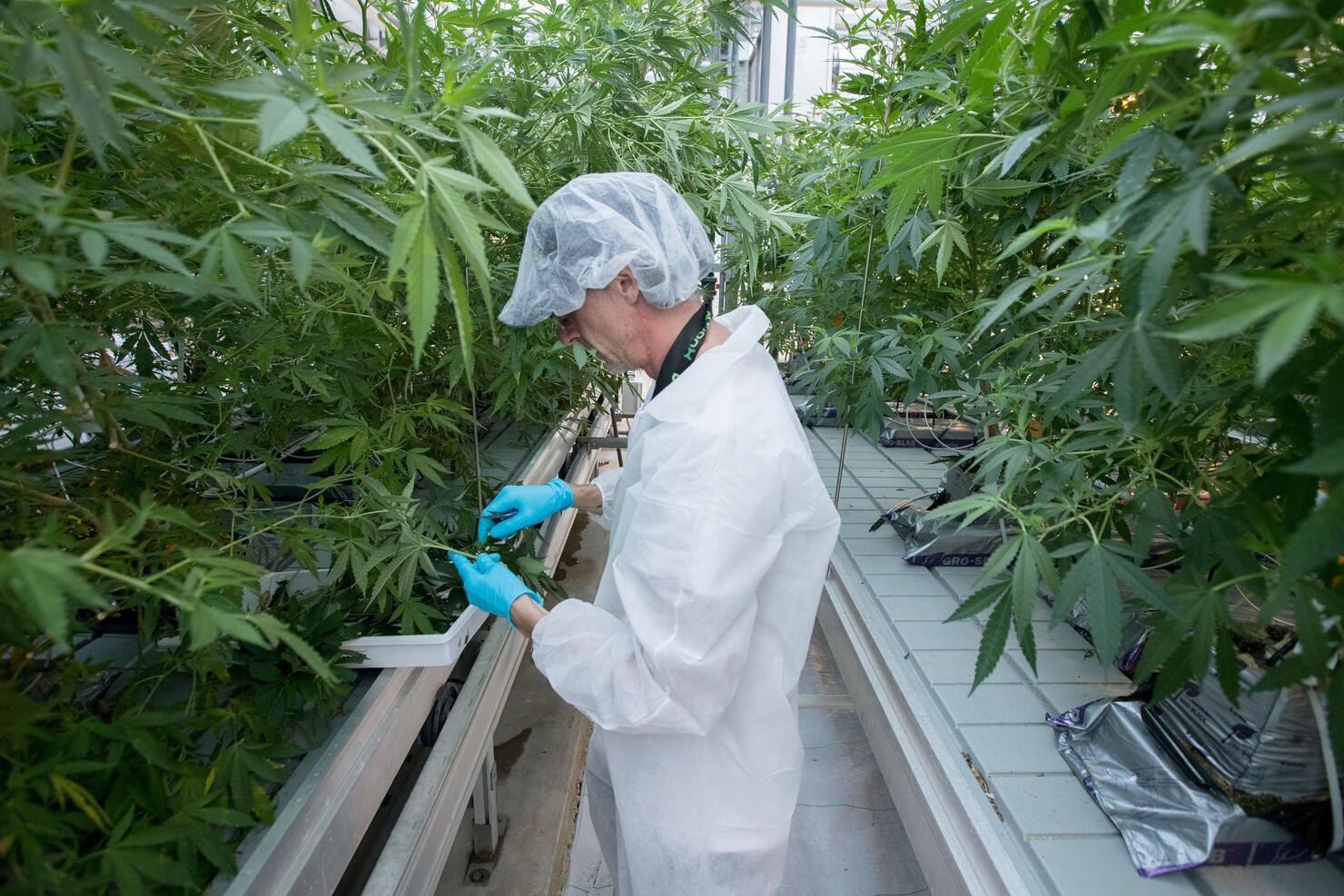 Canada becomes second country in the world to legalize cannabis for recreational use