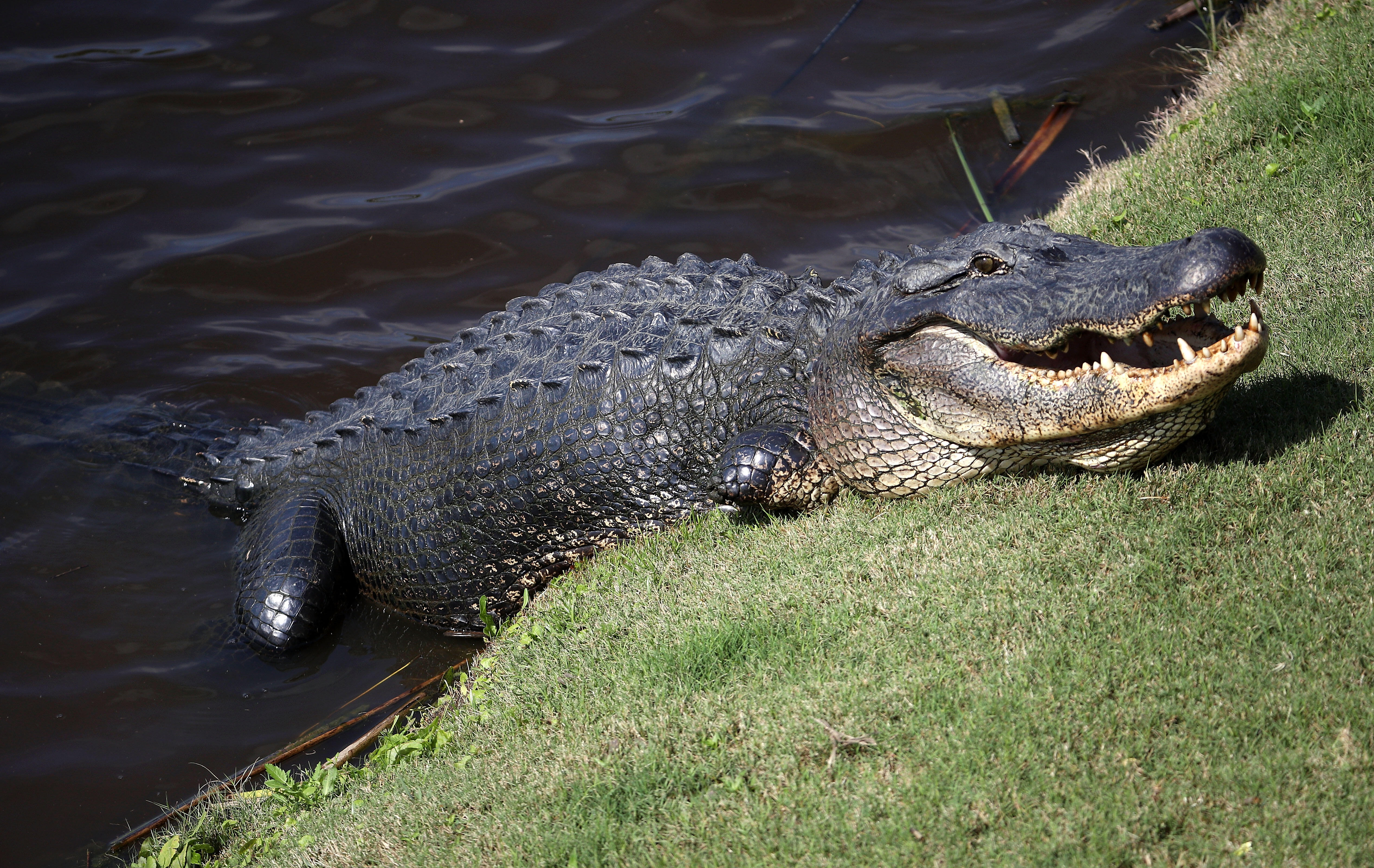 Giant 15-ft Alligator Takes A Stroll Around A Golf Course | The JV Show ...