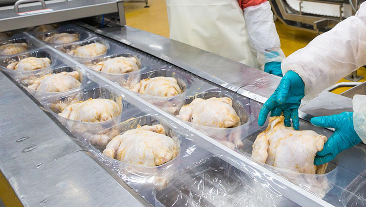 Workers handling raw chickens