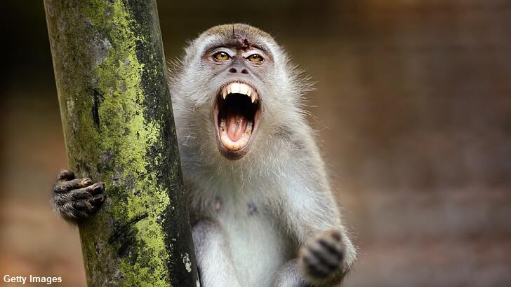 Monkeys Kill Man by Pelting Him with Bricks | Coast to ...