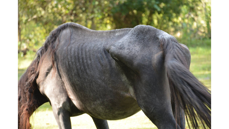 More Than 50 Horses Rescued In Animal Cruelty Investigation