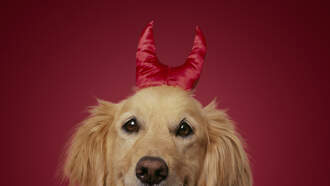 Most popular pet costumes