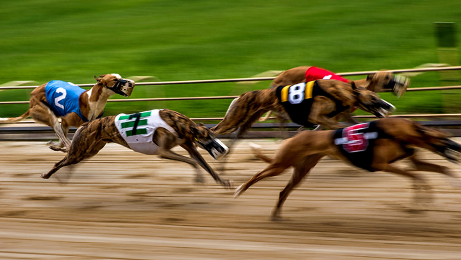 Greyhounds race by at the Sanford Orlando Kennel Club in Longwood, FL