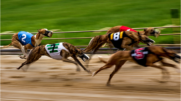 Greyhounds race by at the Sanford Orlando Kennel Club in Longwood, FL