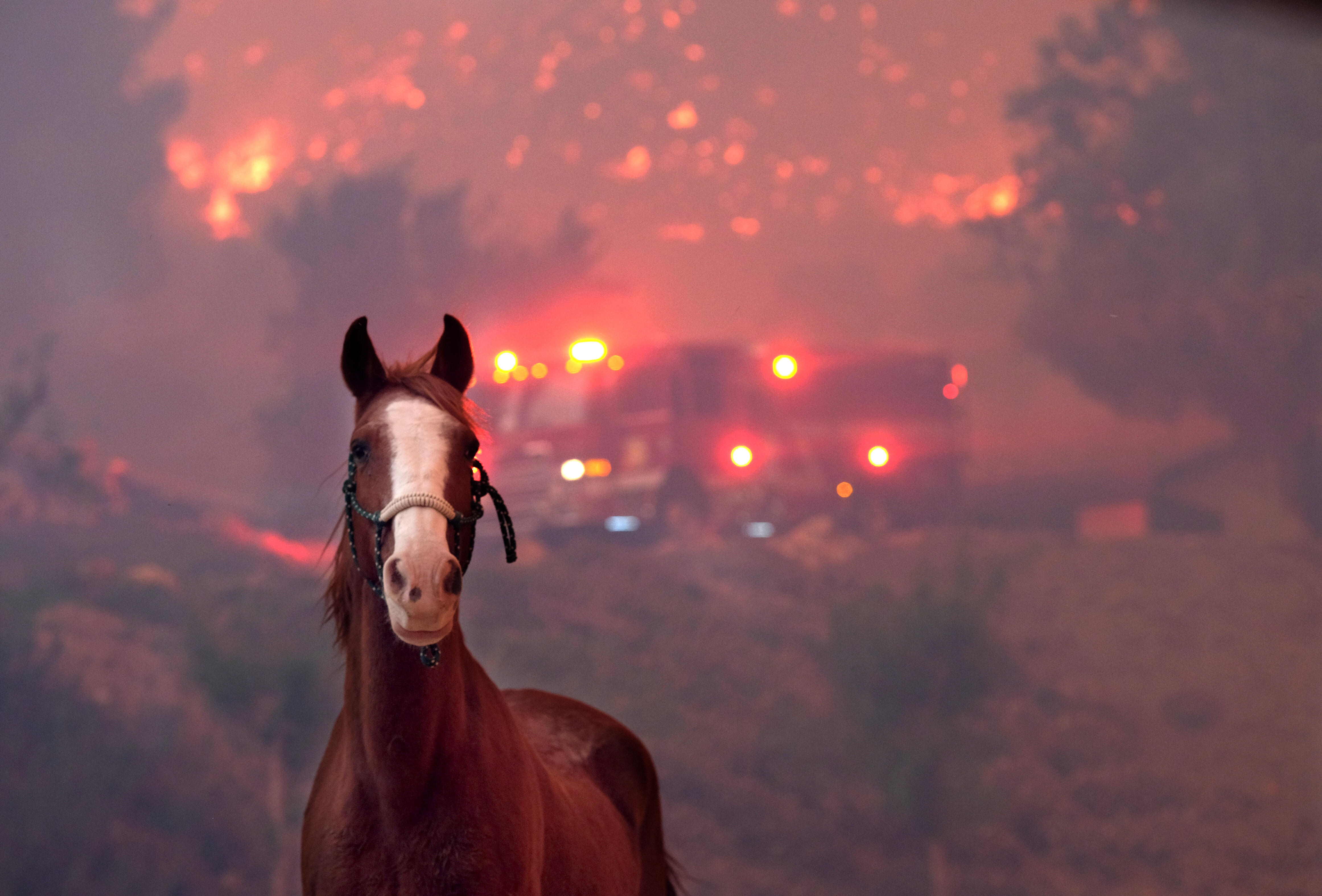 Here's How You Can Help the Victims of the #WoolseyFire - Thumbnail Image