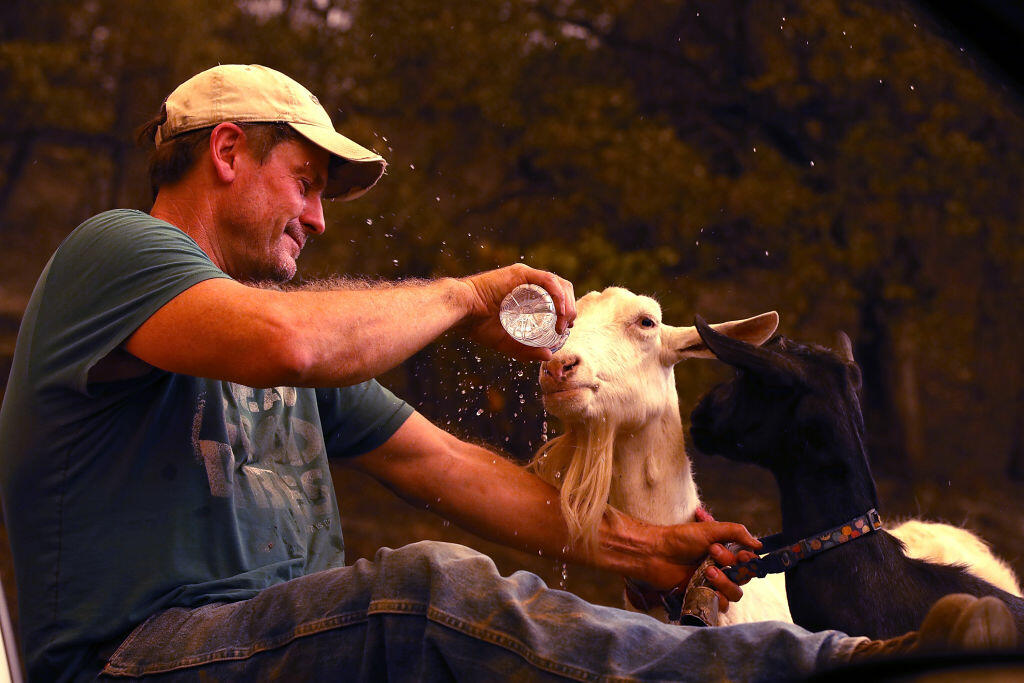 Help Animals Affected By California Wildfires - Thumbnail Image