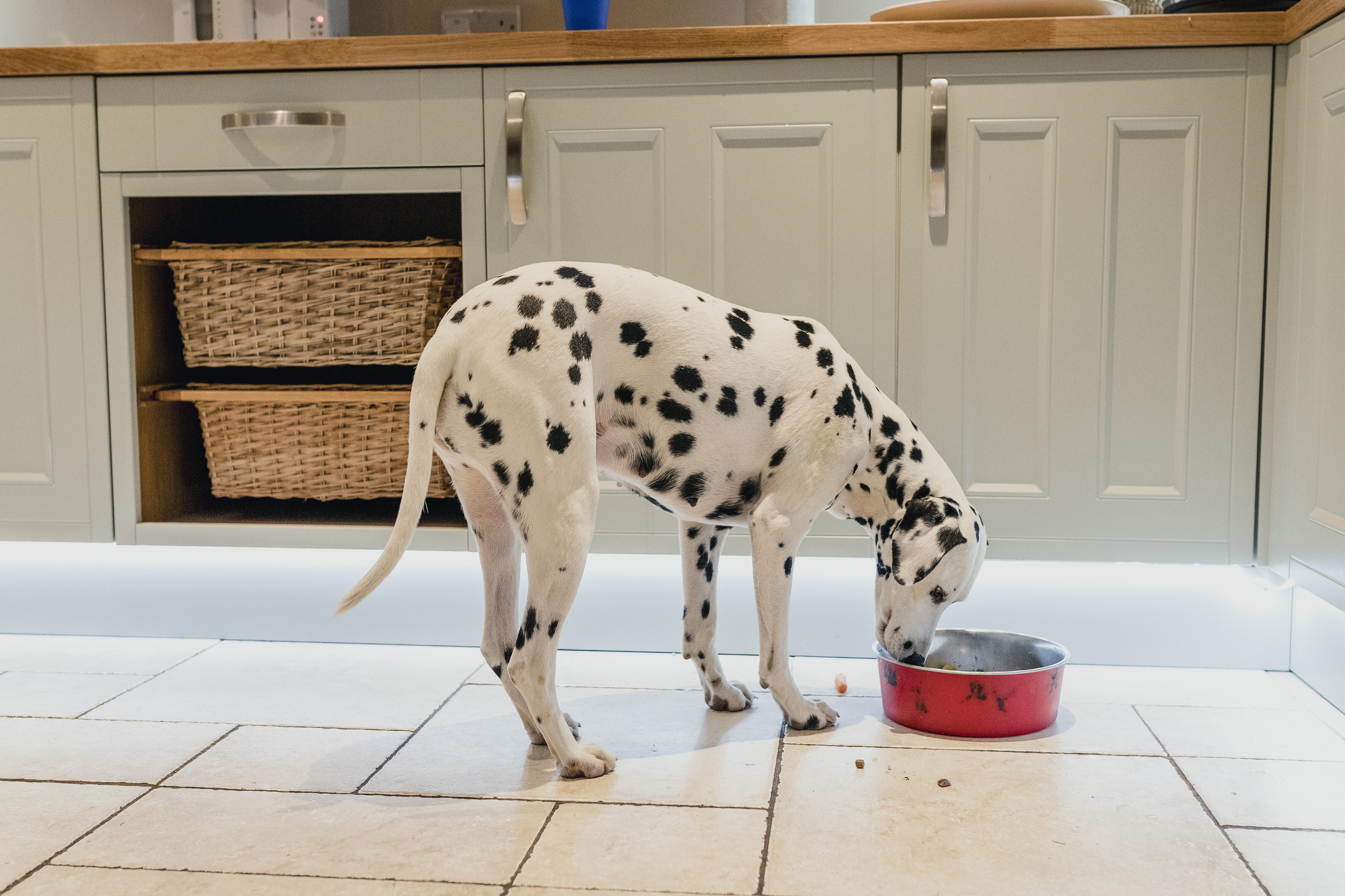 Dog Food Recalled For Toxic Levels Of An Everyday Ingredient - Thumbnail Image