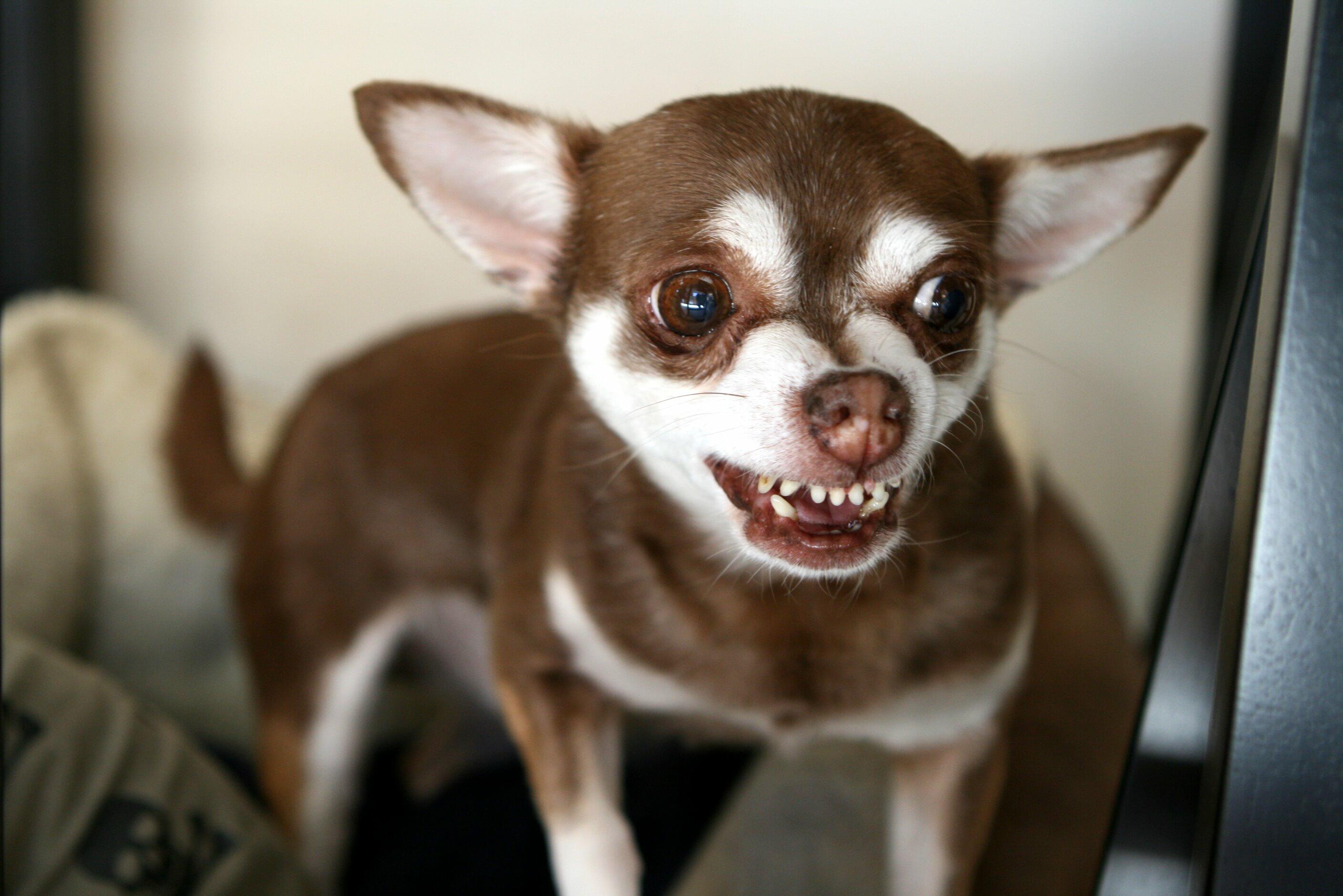 Chihuahua Saves Woman From Bear Attack - Thumbnail Image