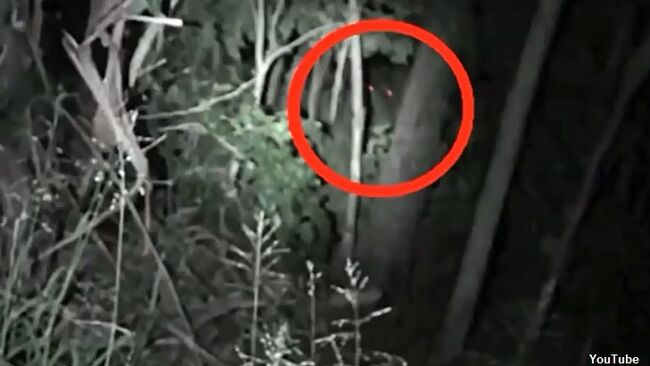 Watch: Glowing Yowie Eyes Caught on Film? | Coast to Coast AM with ...