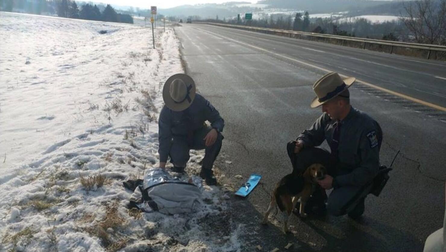 beagles found after thrown from vehicle