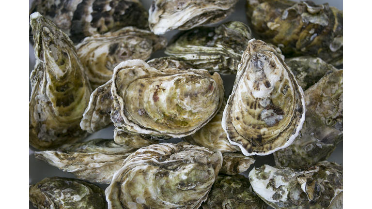 Oyster Getty RF