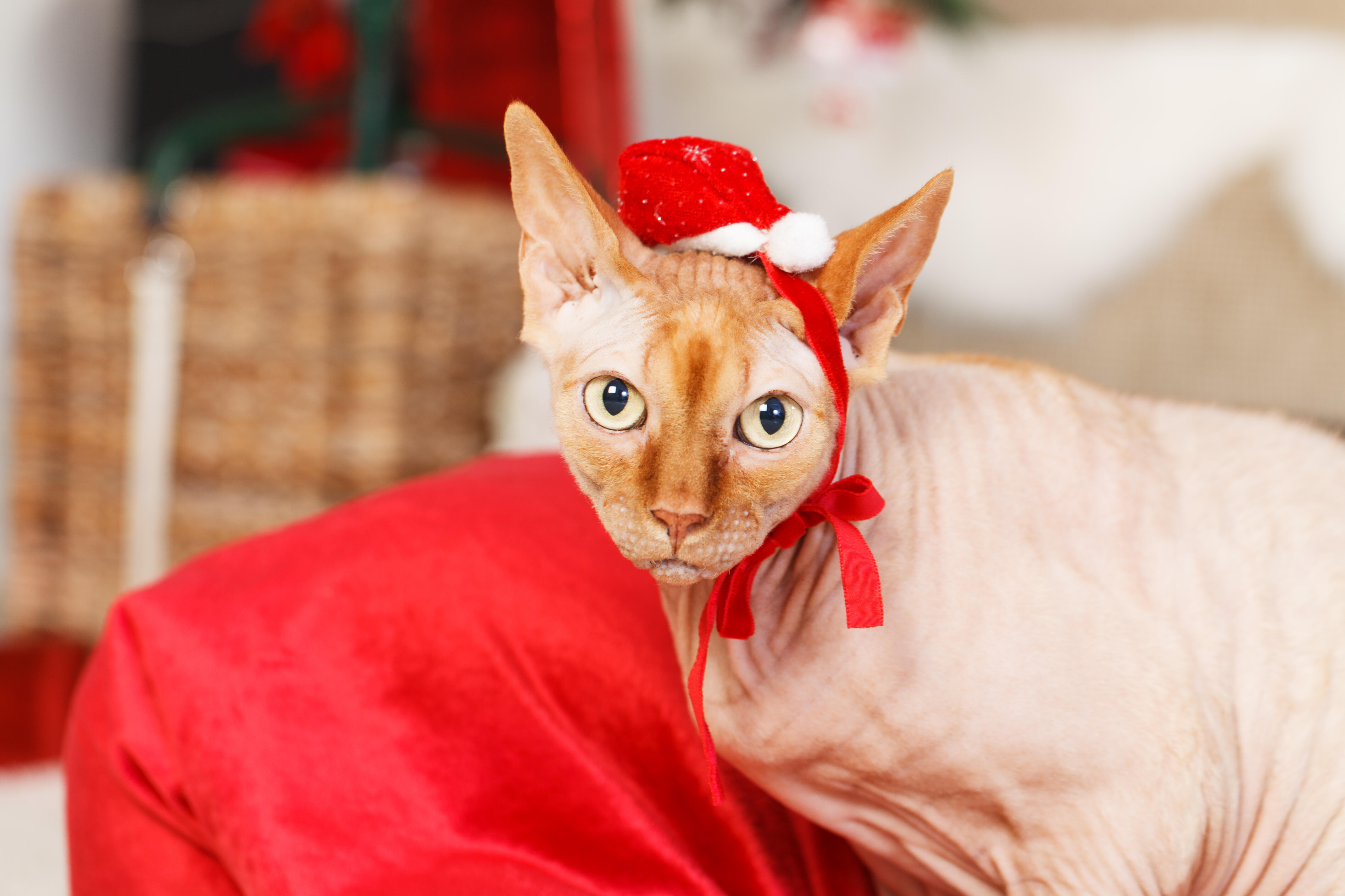 Mojo's Hairless Cat Christmas Mojo in the Morning Channel 955