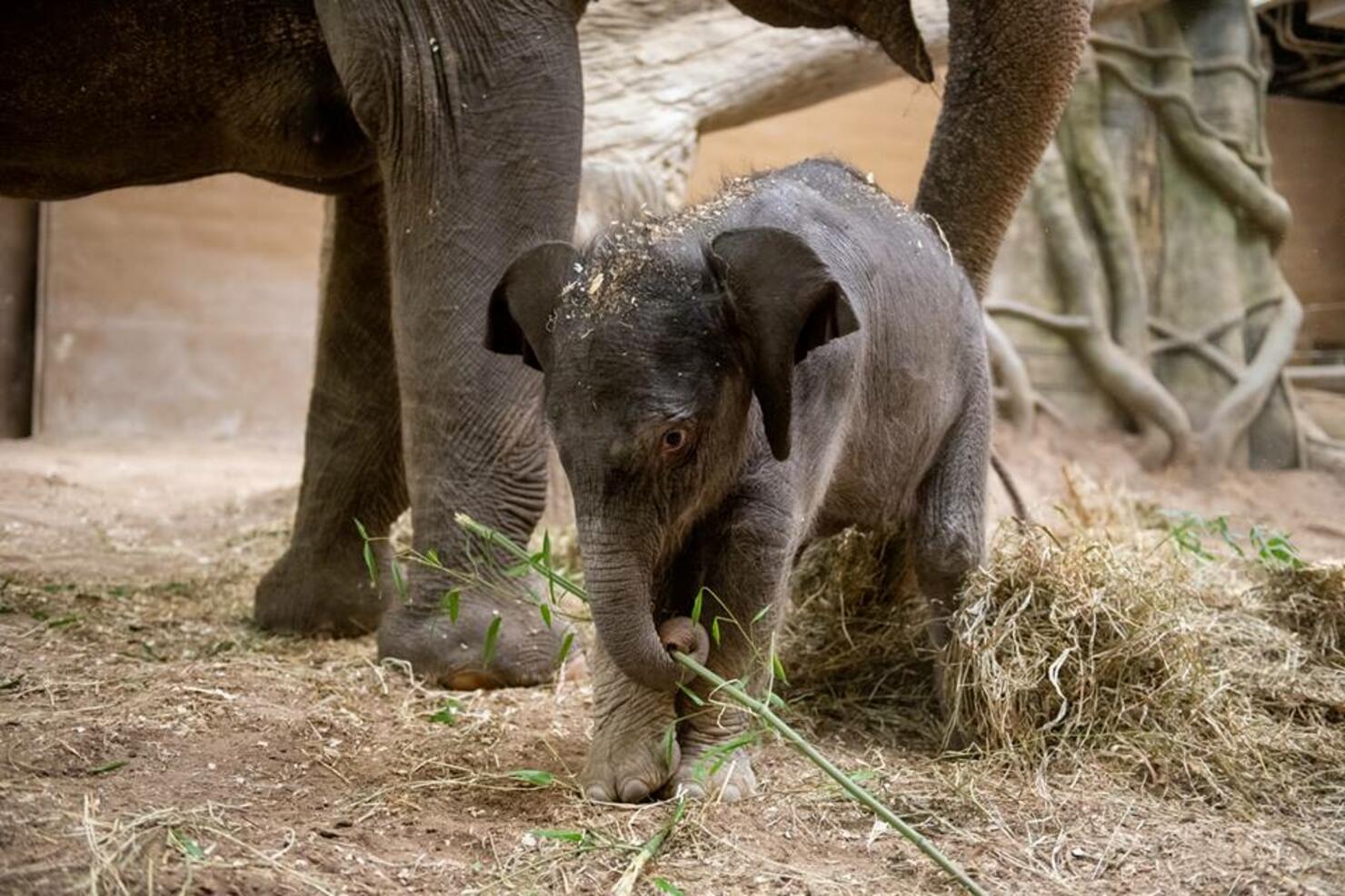 columbus zoo announces 3-week baby elephant dies suddenly