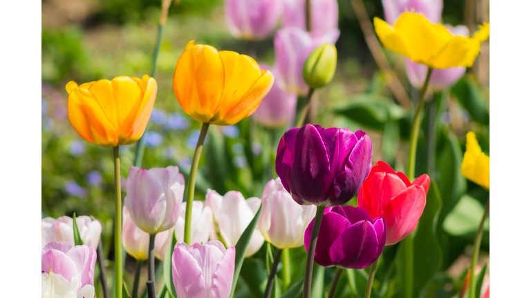 Tulip Festival