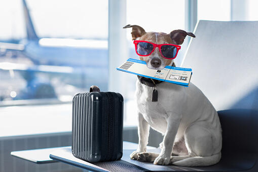 United Airlines Now Has A 8-Hour Limit For Emotional Support Animals - Thumbnail Image