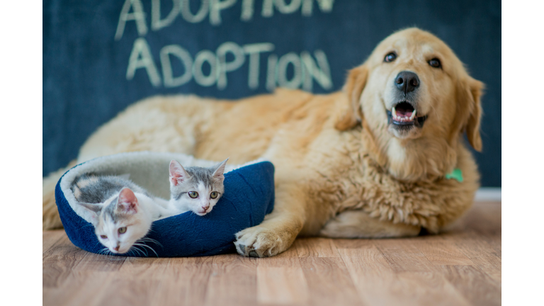 Pet Adoption Getty RF