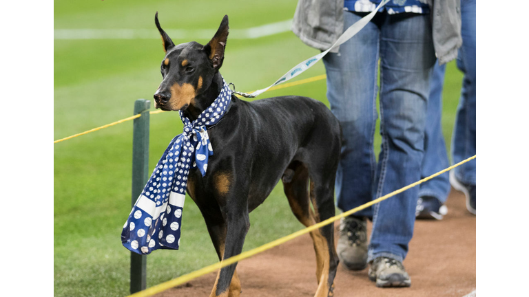 Doberman Pinscher