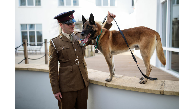 Belgian Malinois