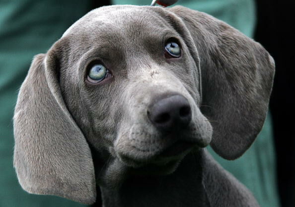 Weimaraner 