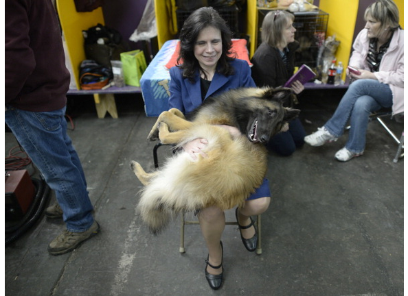 Belgian Tervuren