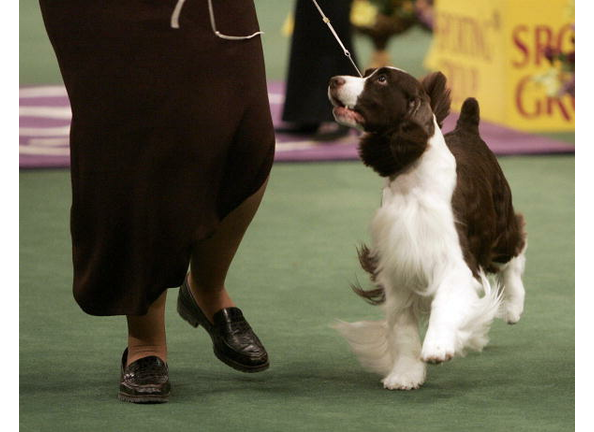 Brittany Spaniel