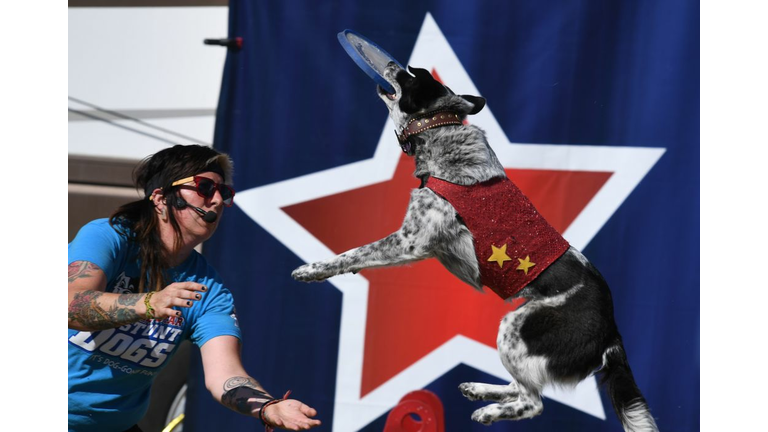 Australian Cattledog