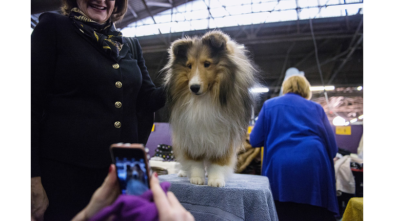 Shetland Sheepdog