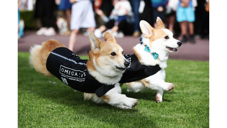 Pembroke Welsh Corgi