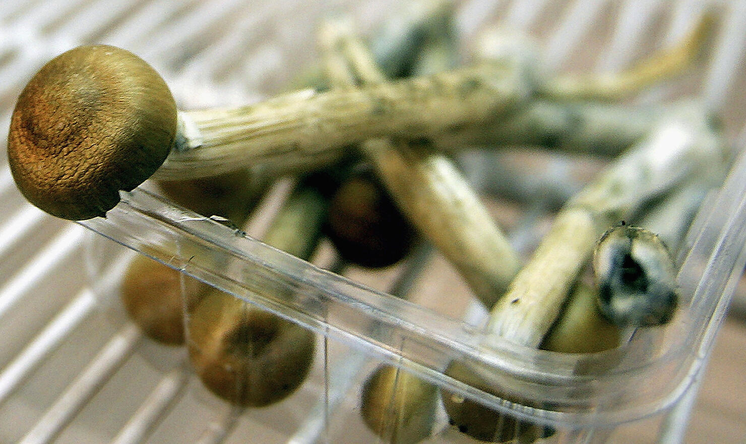 Denver could become first city to decriminalize magic mushrooms