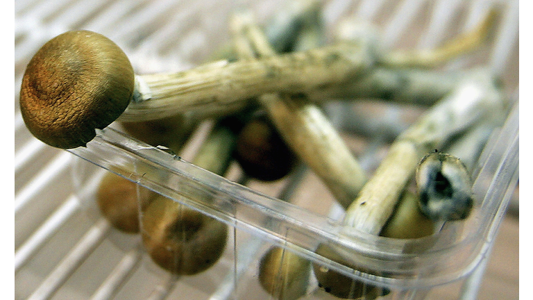 Denver could become first city to decriminalize magic mushrooms
