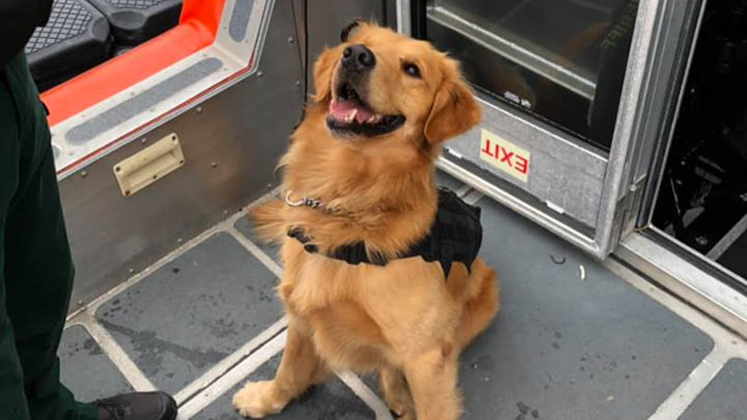 k-9 had to be given anti-overdose medication after accidentally ingesting it while searching party cruise 