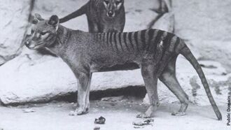Environmental DNA Company Develops Tasmanian Tiger Test
