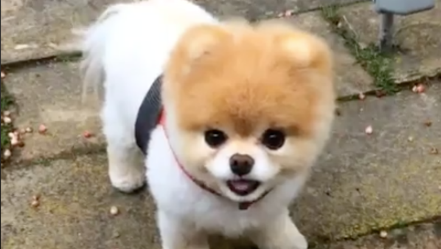 World's Cutest Dog Boo the Pomeranian dies of 'heartbreak