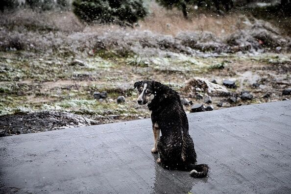 Getty Images/Anadolu Agency