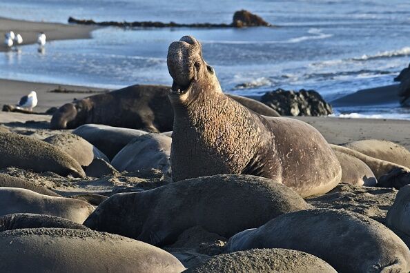 Elephant seals took over a CA beach during the gov. shut down