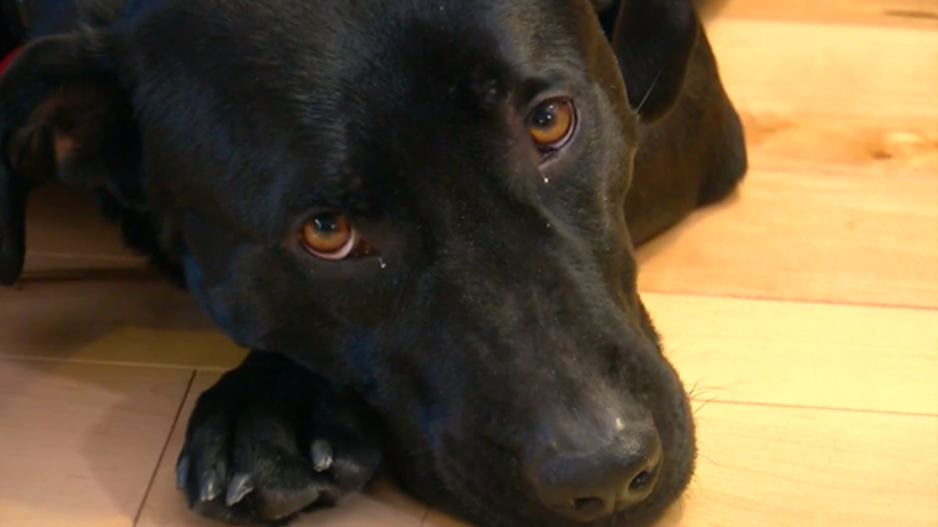 hero-dog-saves-87-year-old-woman-during-dangerous-cold-snap-in